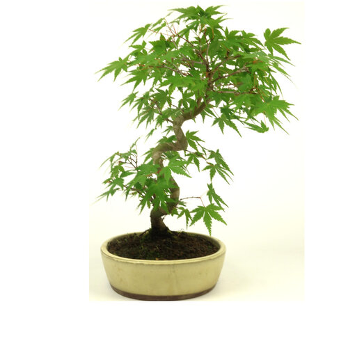 Buiten Bonsai Acer palmatum creme ovale pot 20cm, hoogte ~36cm