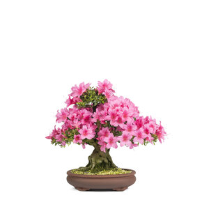 Rhododendron 'Osakazuki' unglazed oval pot 32cm, height ~46cm