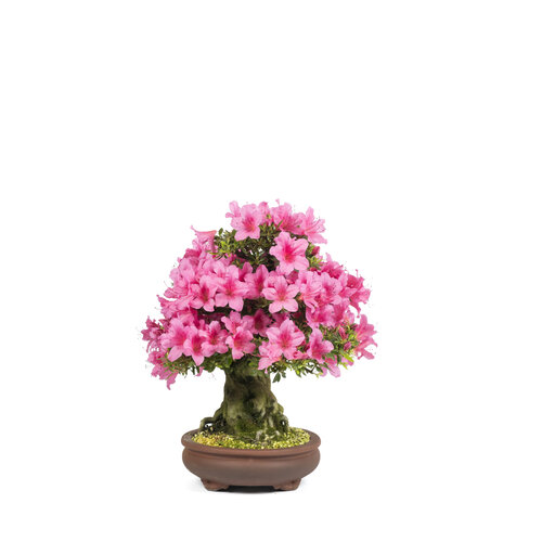 Outdoor Bonsai Rhododendron 'Osakazuki' unglazed oval pot 32cm, height ~46cm