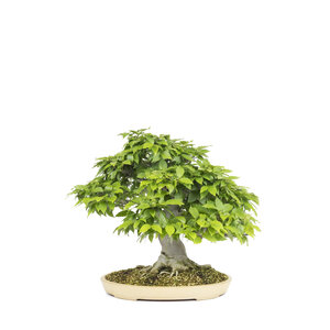 Fagus crenata creme oval pot 43cm,  height ~50cm