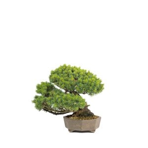 Pinus parviflora ongeglazuurde achthoek pot 29cm, hoogte ~45cm