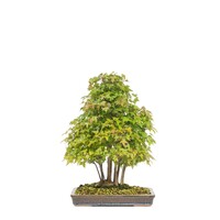 Acer buergerianum unglazed rectangular pot 32cm, height ~50cm