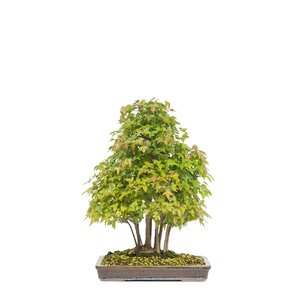 Acer buergerianum ungeglazuurde rechthoekige pot 32cm, hoogte ~50cm