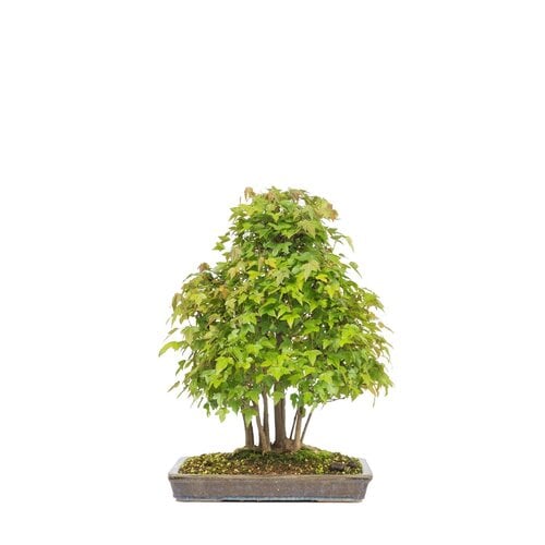 Outdoor Bonsai Acer buergerianum unglazed rectangular pot 32cm, height ~50cm