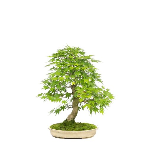 Buiten Bonsai Acer palmatum creme ovale pot 30cm, hoogte ~55cm