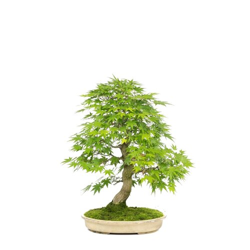 Acer palmatum creme ovale pot 30cm, hoogte ~55cm Acer palmatum creme ovale pot 30cm, hoogte ~55cm