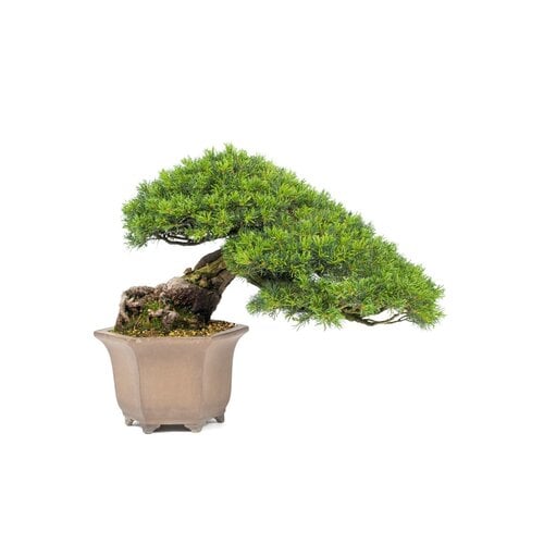 Buiten Bonsai Pinus parviflora semi-cascade ongegalzuurde pot 26cm, hoogte ~48cm