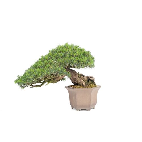 Outdoor Bonsai Pinus parviflora semi-cascade unglazed pot 26cm, height ~48cm