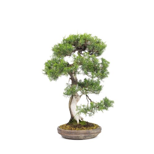 Juniperus chinensis unglazed round pot 28cm, height ~68cm Juniperus chinensis unglazed round pot 28cm, height ~68cm