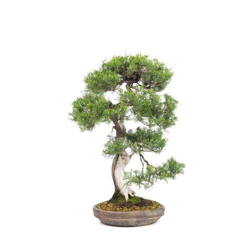 Buiten Bonsai Juniperus chinensis ongeglazuurde ronde pot 28cm, hoogte ~68cm