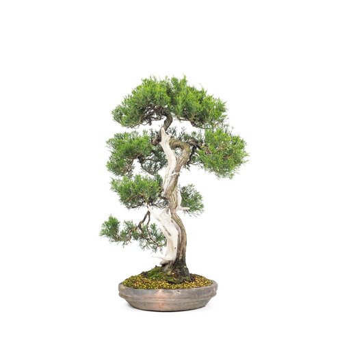 Outdoor Bonsai Juniperus chinensis unglazed round pot 28cm, height ~68cm