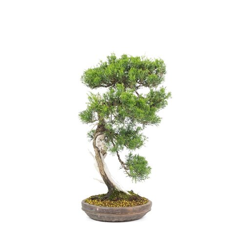 Buiten Bonsai Juniperus chinensis ongeglazuurde ronde pot 28cm, hoogte ~68cm