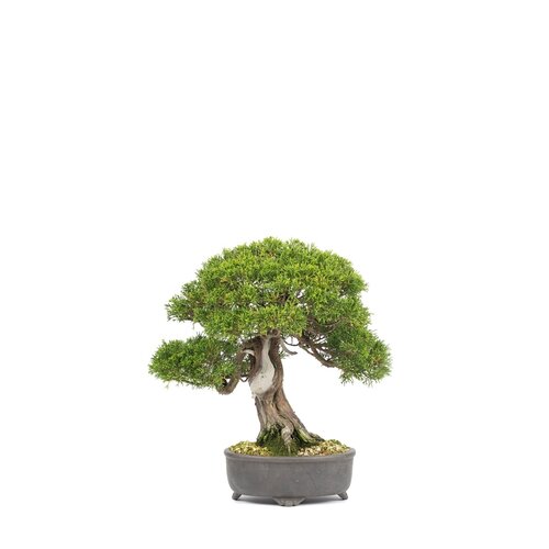 Buiten Bonsai Juniperus chinensis ongeglazuurde ronde pot 19cm, hoogte ~37cm