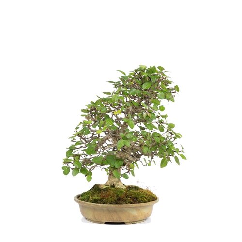 Outdoor Bonsai Carpinus coreana creme ovale pot 24cm, hoogte ~40cm