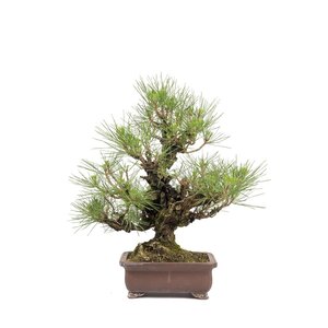 Pinus thunbergii unglazed rectangular pot 21 cm, height ~50cm