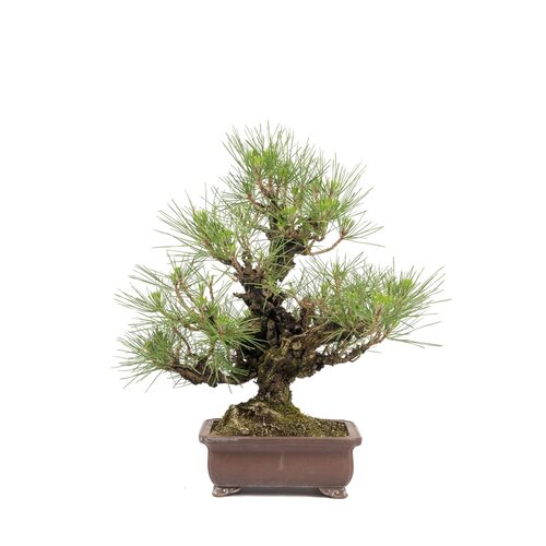 Pinus thunbergii ongeglazurde rechthoekige pot 21 cm, hoogte ~50cm