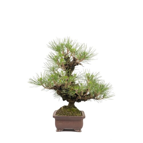 Outdoor Bonsai Pinus thunbergii unglazed rectangular pot 21 cm, height ~50cm