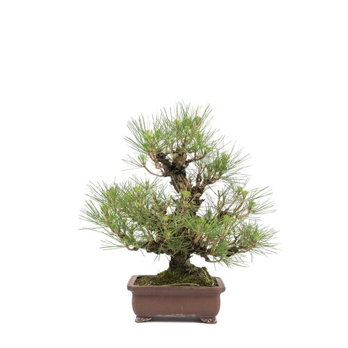 Pinus thunbergii ongeglazurde rechthoekige pot 21 cm, hoogte ~50cm