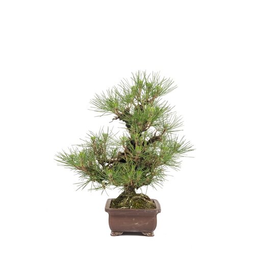Pinus thunbergii ongeglazurde rechthoekige pot 21 cm, hoogte ~50cm