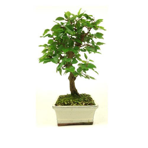 Buiten Bonsai Carpinus coreana creme rechthoekige pot 21cm, height ~ 42cm