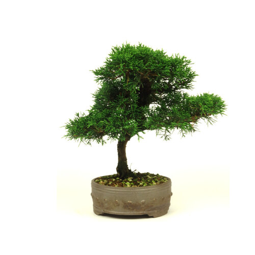 Buiten Bonsai Juniperus chinensis ongeglazuurde ronde trommel pot 15cm, hoogte ~28cm