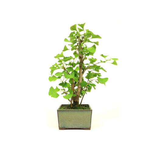 Outdoor Bonsai Ginkgo biloba green square pot 12cm, height ~37cm