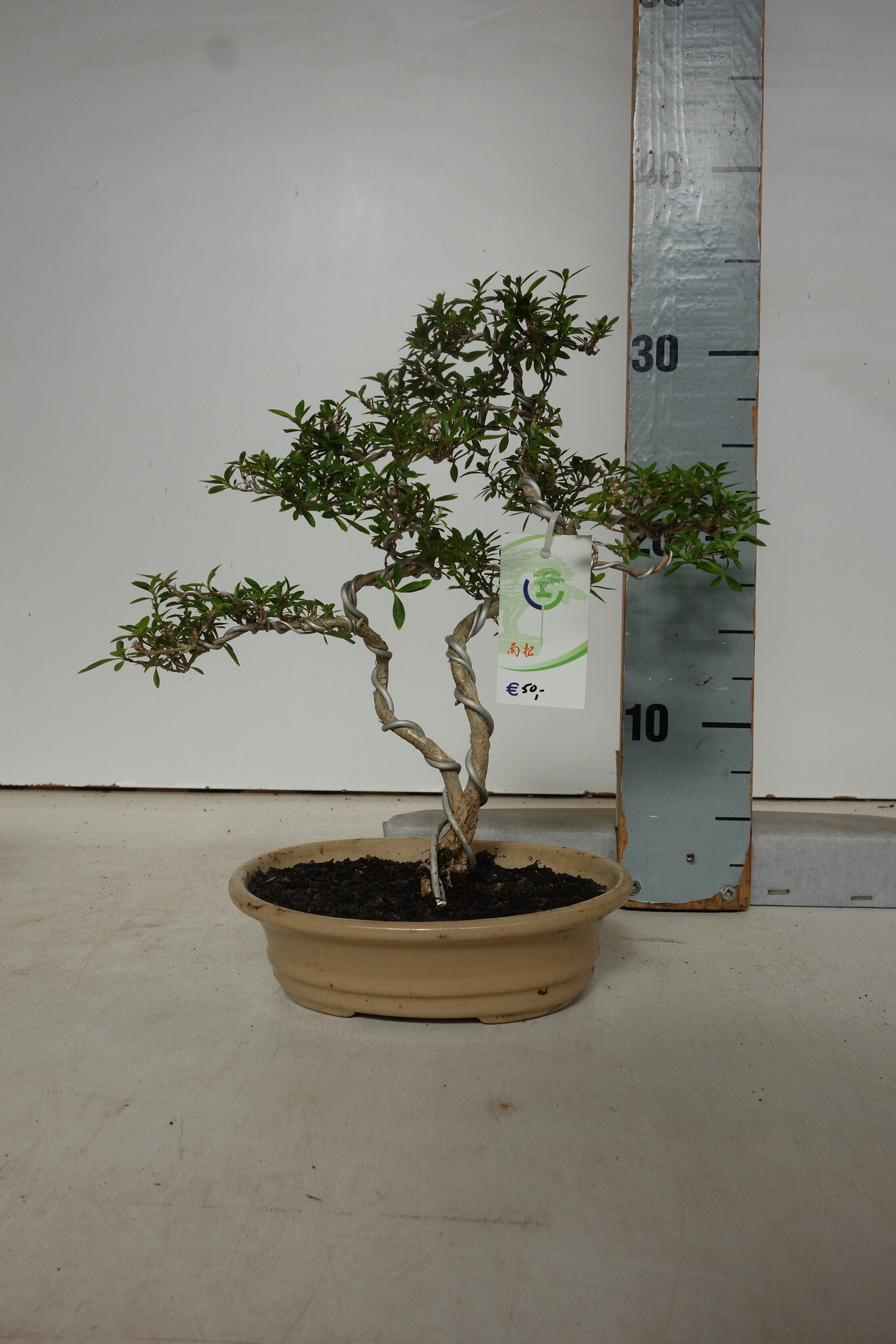 *Reserved Serissa binnen bonsai geen schotel Lodder Bonsai & Hoka