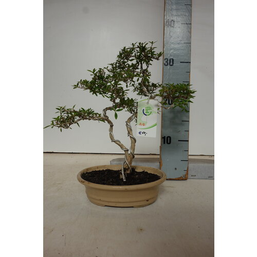 *Reserved Serissa - binnen bonsai - geen schotel