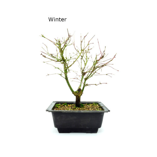 Acer palmatum 'Deshojo' plastic pot 18cm, height~30cm Acer palmatum 'Deshojo' plastic pot 18cm, height~30cm