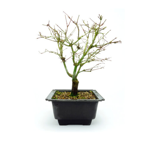 Buiten Bonsai Acer palmatum 'Deshojo plastic pot 18cm, hoogte ~30cm
