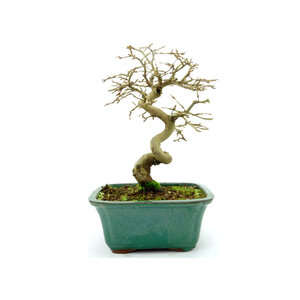 Carpinus coreana turquoise rectangular pot 16cm, height ~28cm