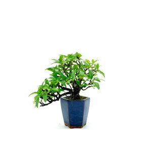 Shohin Pyracantha blauwe semi-cascade pot  8.5cm, hoogte ~20cm