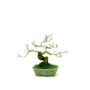 Shohin Celastrus orbiculatus groene lotus pot 16cm, hoogte ~23cm