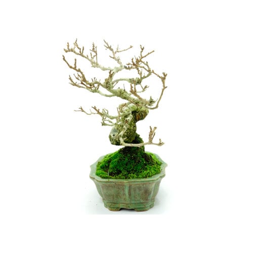 Shohin Outdoor Bonsai Celastrus orbiculatus green lotus pot 16cm, height ~23cm