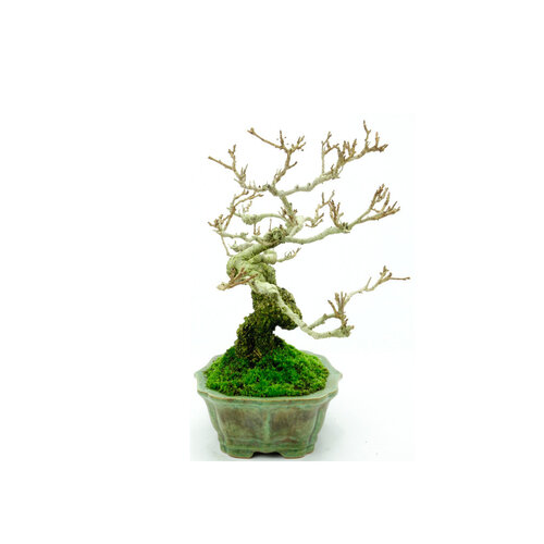 Shohin Buiten Bonsai Celastrus orbiculatus groene lotus pot 16cm, hoogte ~23cm