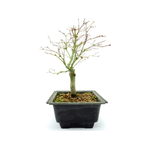 Buiten Bonsai Acer palmatum 'Deshojo plastic pot 18cm, hoogte ~30cm
