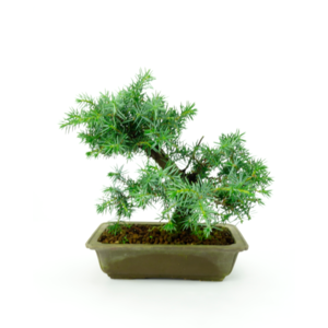 Juniperus rigida ongeglazuurde rechthoekige pot ~ 20cm, hoogte ~ 25cm