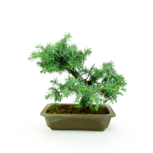 Juniperus rigida unglazed rectangular pot ~ 20cm, height ~ 25cm