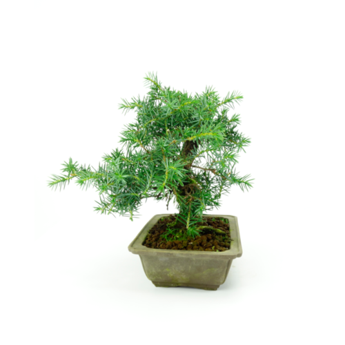 Buiten Bonsai Juniperus rigida ongeglazuurde rechthoekige pot ~ 20cm, hoogte ~ 25cm