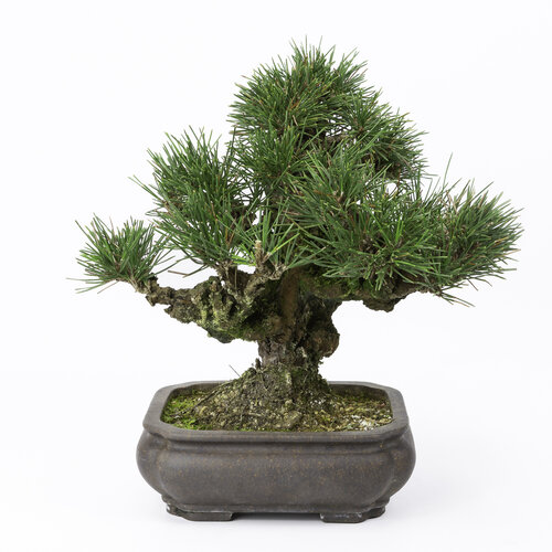 Pinus thunbergii mokko unglazed pot 19cm, height ~33cm