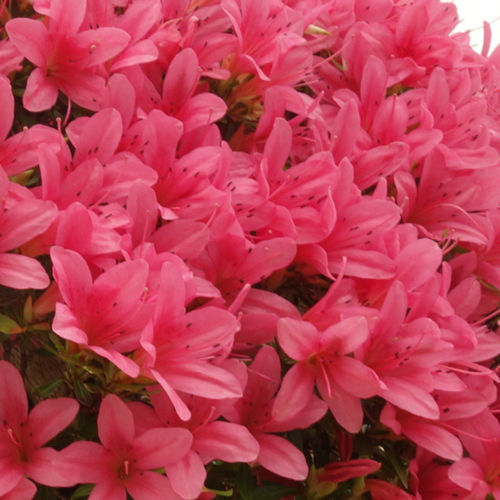 *FULL*  Bonsai Azalea Workshop Wednesday, May 29 19:00-22:00