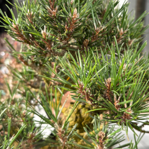 Bonsai Mekiri en Hagari Workshop  Zaterdag, 15 juni 13:00-16:00