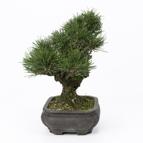 Buiten Bonsai Pinus thunbergii mokko ongegalzuurde pot 19cm, hoogte ~33cm
