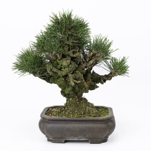 Outdoor Bonsai Pinus thunbergii mokko unglazed pot 19cm, height ~33cm