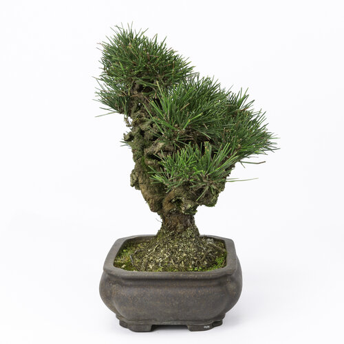Buiten Bonsai Pinus thunbergii mokko ongegalzuurde pot 19cm, hoogte ~33cm