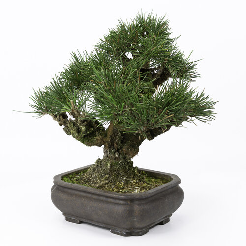 Buiten Bonsai Pinus thunbergii mokko ongegalzuurde pot 19cm, hoogte ~33cm