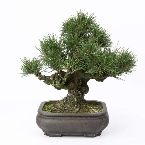 Outdoor Bonsai Pinus thunbergii mokko unglazed pot 19cm, height ~33cm