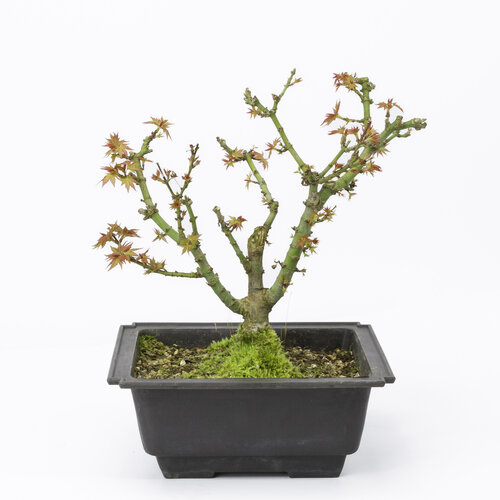 Acer palmatum 'Kotohime' plastic pot 18cm, hoogte ~ 27cm