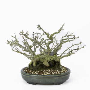 Shohin Ilex serrata ' Umemodoki'  blauwe ovale pot 18cm, hoogte ~21cm