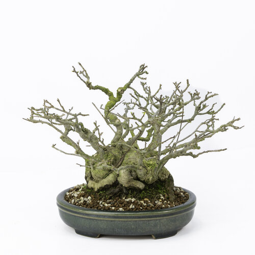 Outdoor Shohin Bonsai Ilex serrata ' Umemodoki'  groene oval pot 18cm, height ~21cm